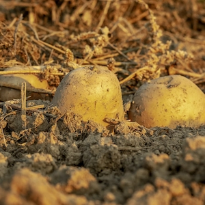 Spuds ready for harvest in a farm with their stem removed and ready to be used