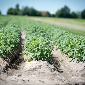 Spud plants growing in rows in a Northern Canada farm, showcasing ideal growing conditions.
